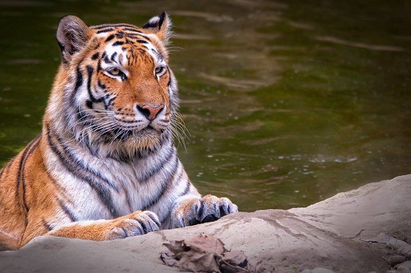 tigre_a_mollo04_1024.jpg