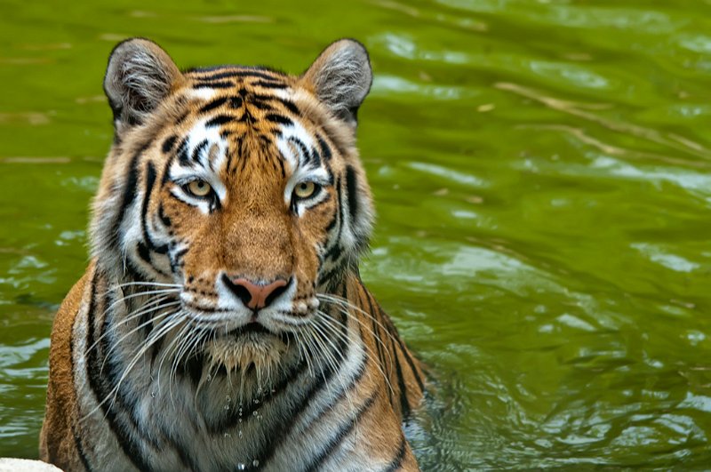 tigre_a_mollo05.jpg