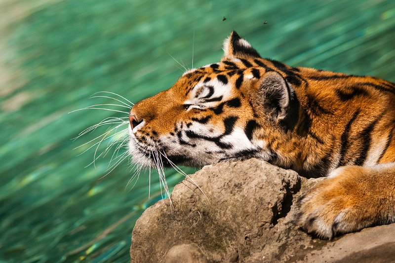 tigre_a_mollo07.jpg
