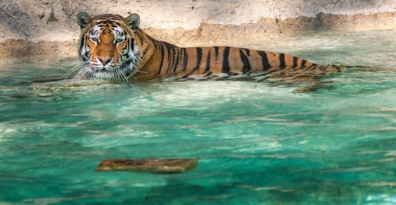 tigre_a_mollo12.jpg