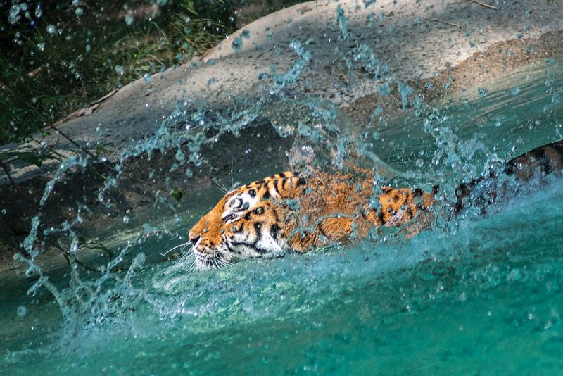 tigre_a_mollo15.jpg