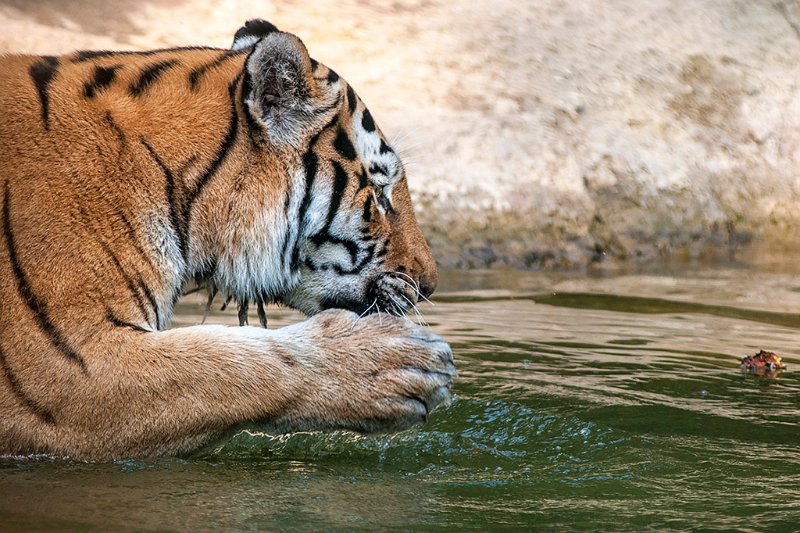 tigre_a_mollo17.jpg