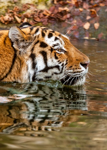 tigre_a_mollo18.jpg