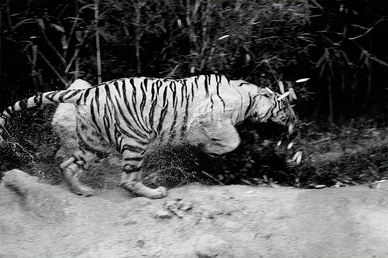 tigre_motion_bn.jpg