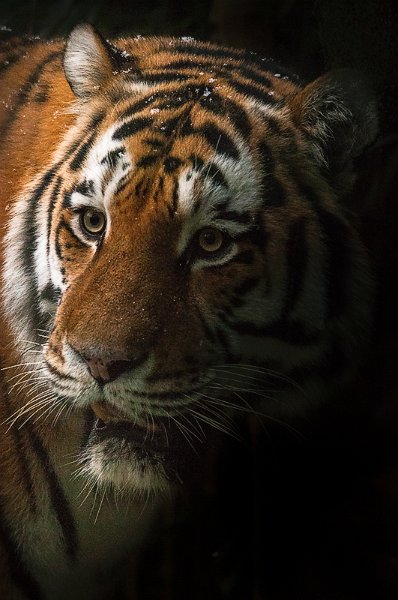 tigre_neve01b.jpg