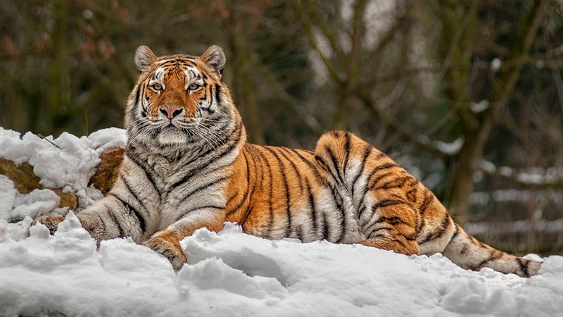 tigre_neve03.jpg