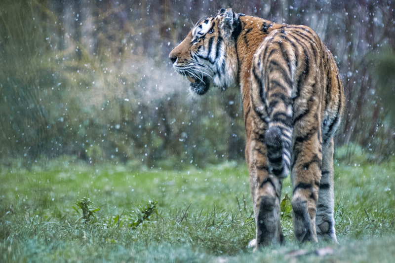 tigre_neve04.jpg