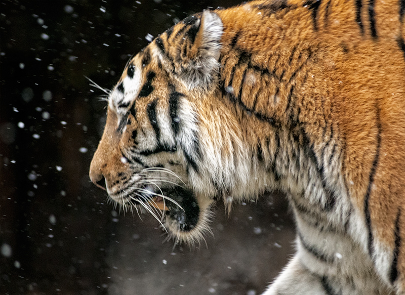 tigre_neve05.jpg