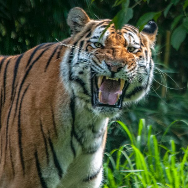 tigre_ringhio01.jpg