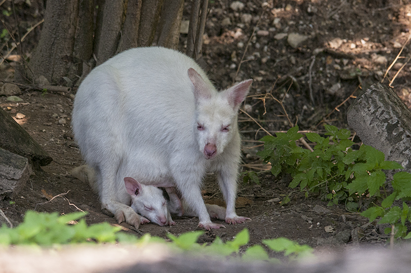 wallaby01.jpg