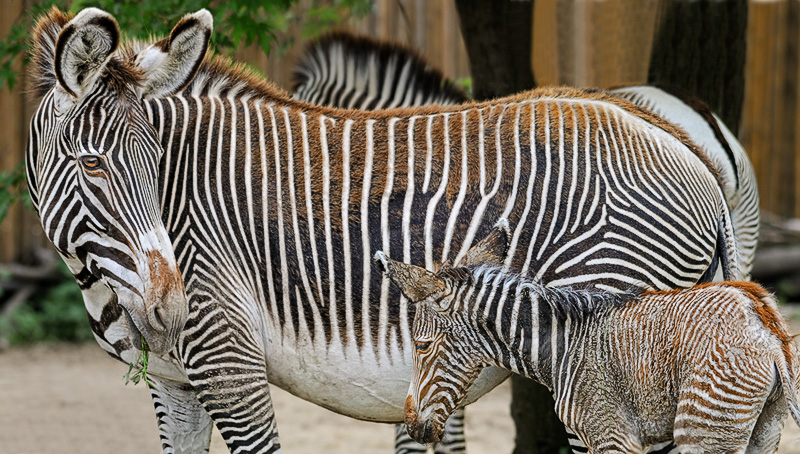 zebra_mam_fig.jpg