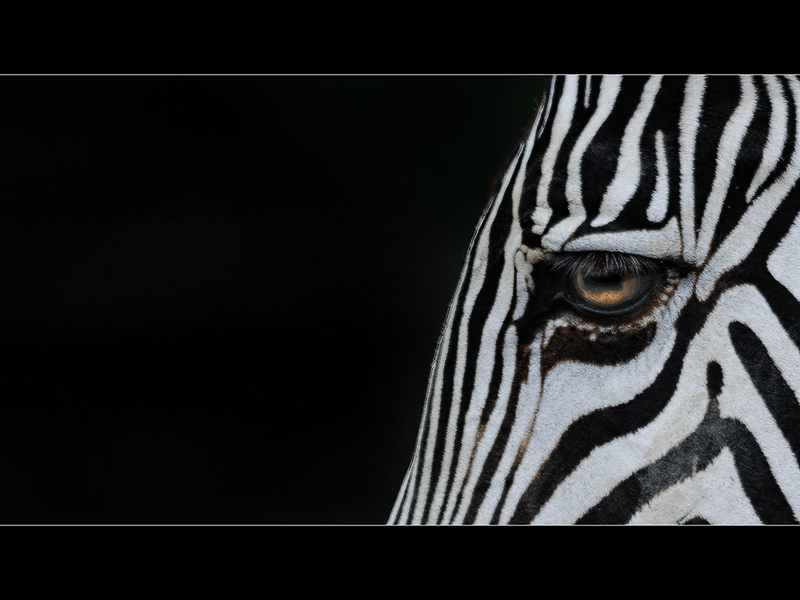 zebra_part01.jpg