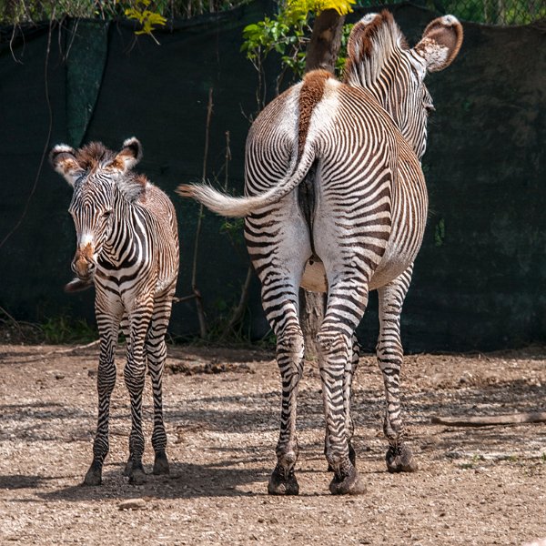 zebre01.jpg