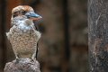 Kookaburra02