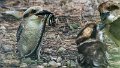 Kookaburra04