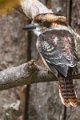 Kookaburra05