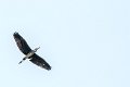 airone_volo01