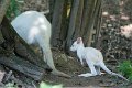 bru-Wallaby01