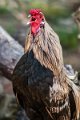 bru-gallo01