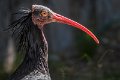 bru-ibis-sacro01