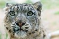 bru-leopardo_nevi_31