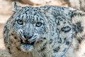 bru-leopardo_nevi_33