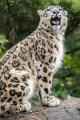 bru-leopardo_nevi_34