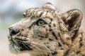 bru-leopardo_nevi_35