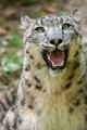 bru-leopardo_nevi_36