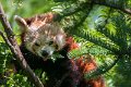 bru-panda_r25