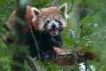bru-panda_r28