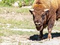 bufalo01