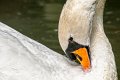 cigno03