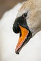 cigno07