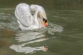 cigno_attacco01