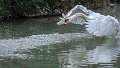 cigno_attacco02a