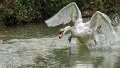 cigno_attacco03