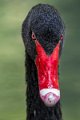 cigno_nero02