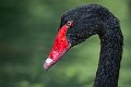 cigno_nero03