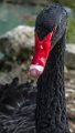 cigno_nero04