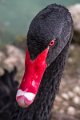 cigno_nero05