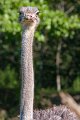 emu