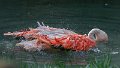 fenicottero_lava04