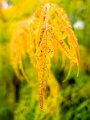 foglie_autunno