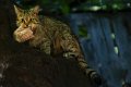 gatto_selv03