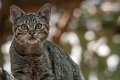 gatto_selv04