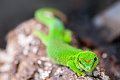 geco_madagascar01