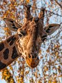 giraffa06