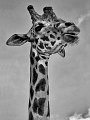 giraffa_hdr_bn