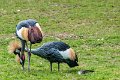 gru_coronata01